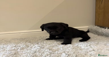 Labrador Retriever dogs - Advert 11