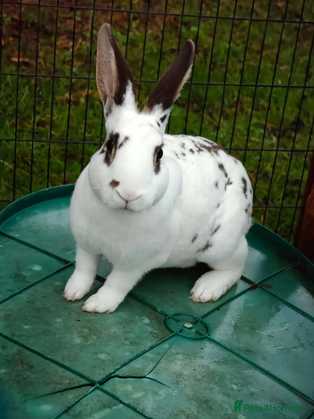 Rex rabbits for sale: Mini Rex Does - Advert 28