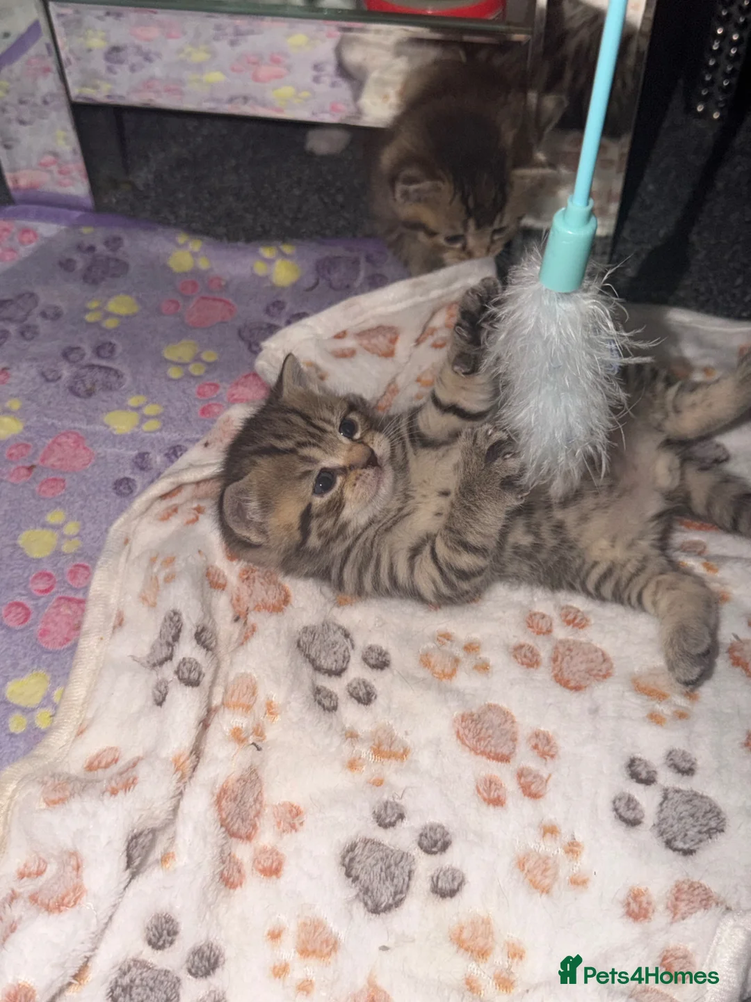 Scottish Fold cats for sale: Scottish fold kittens - Advert 32