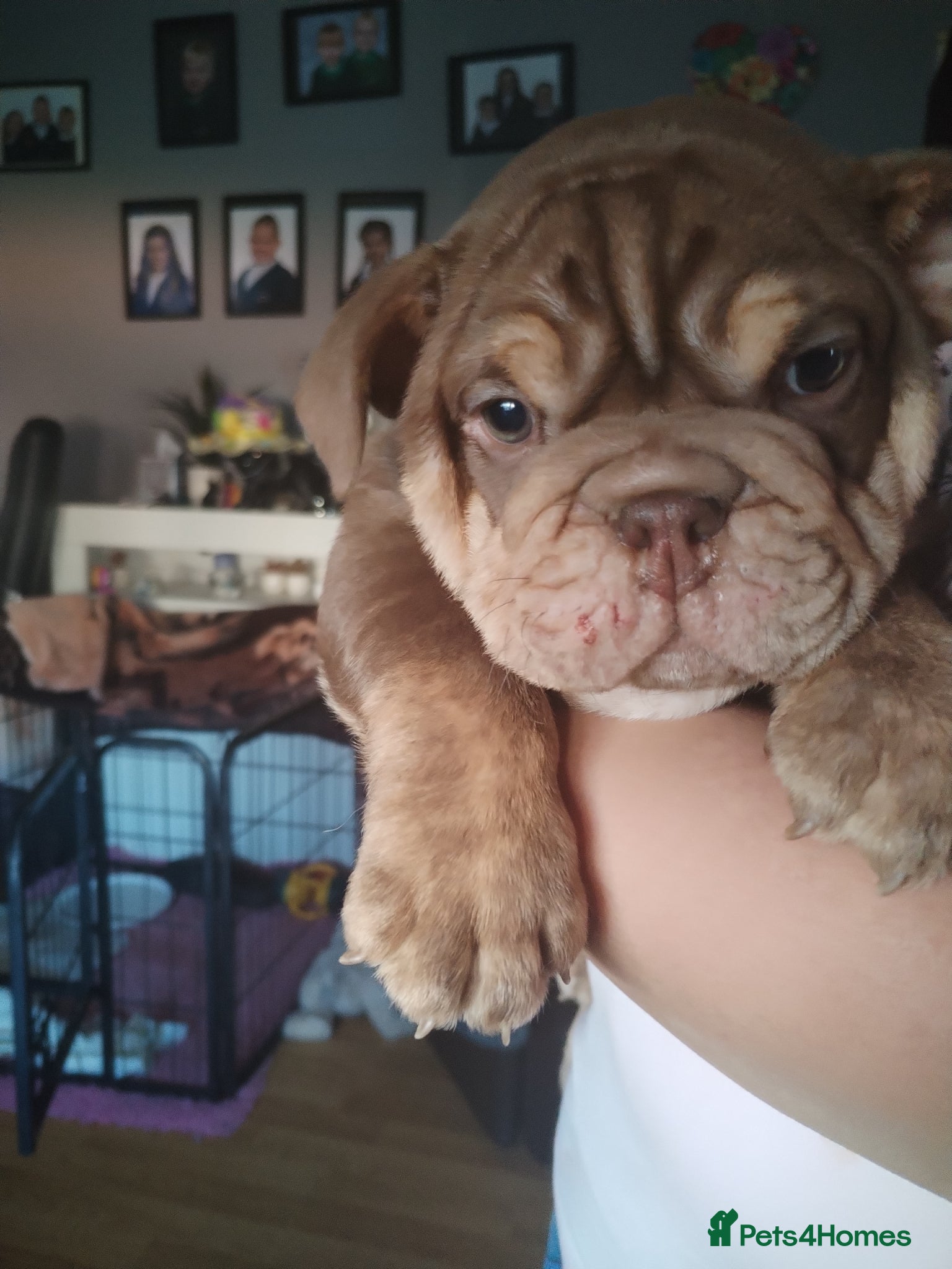 English Bulldog dogs for sale: Kc registered bulldogs  - Advert 3