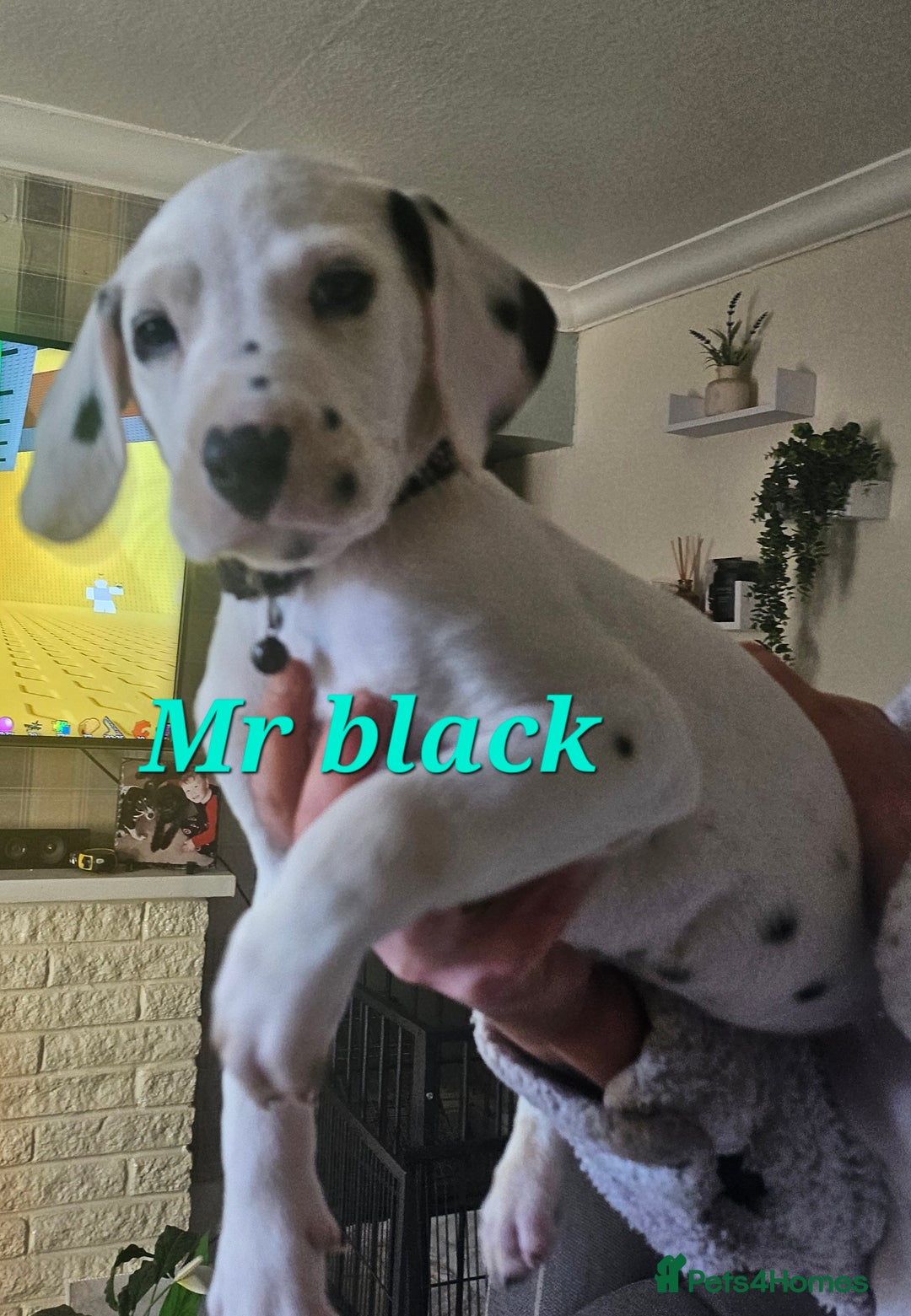 Dalmatian dogs for sale: Gorgeous kc dalmatian boy  - Advert 2