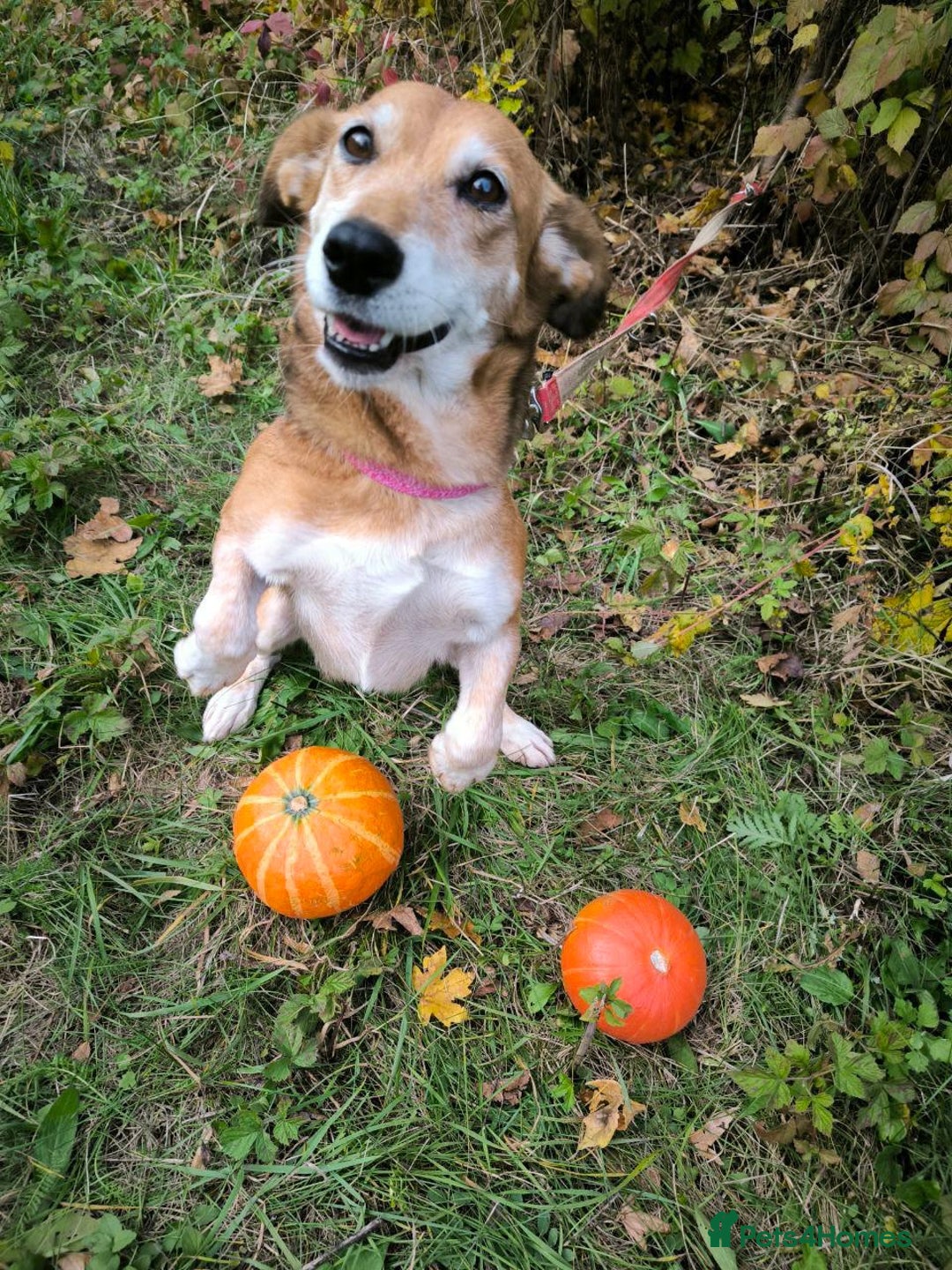 Mixed Breed dogs for adoption: 💖🐶 EVA 🐶💖 - Image 10