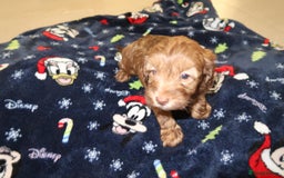 Cockapoo dogs for sale: Beautiful f1b Cockapoo puppy's   - Advert 32