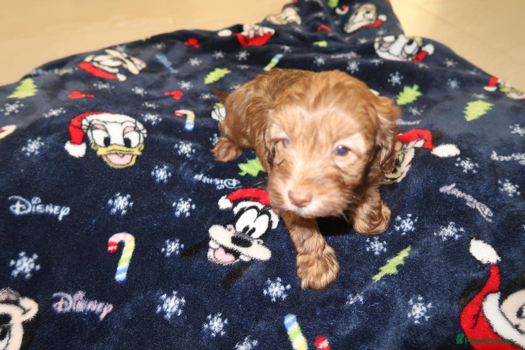 Cockapoo dogs for sale: Beautiful f1b Cockapoo puppy's   - Advert 32