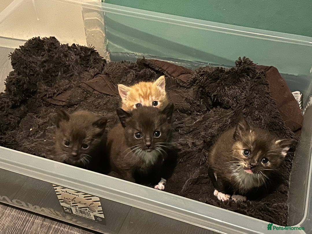 Mixed Breed cats for sale: 3 Stunning Kittens Ready to Go! - Advert 8