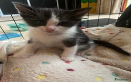 Mixed Breed cats for sale: Ragdoll mixed breed kittens  - Image 9