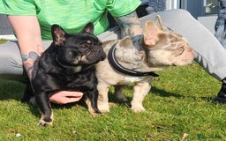 French Bulldog dogs for sale: Unique French bulldogs pups  - Image 9