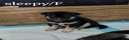 Huskita dogs for sale: 🐾HUSKITA PUPS❤️ - Advert 2