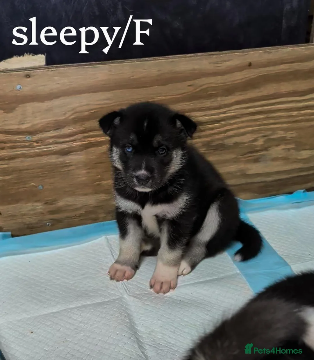 Huskita dogs for sale: 🐾HUSKITA PUPS❤️ - Advert 2