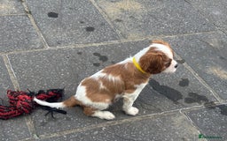 Cavalier King Charles Spaniel dogs for sale: Cavalier King Charles  - Image 3