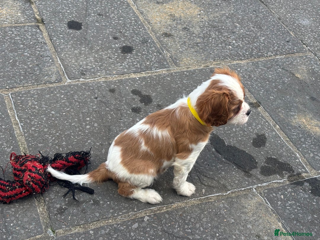 Cavalier King Charles Spaniel dogs for sale: Cavalier King Charles  - Image 3