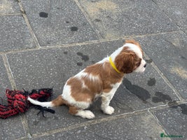 Cavalier King Charles Spaniel dogs - Advert 10