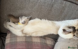 Ragdoll cats for sale: Adorable Ragdoll Kittens  - Image 14