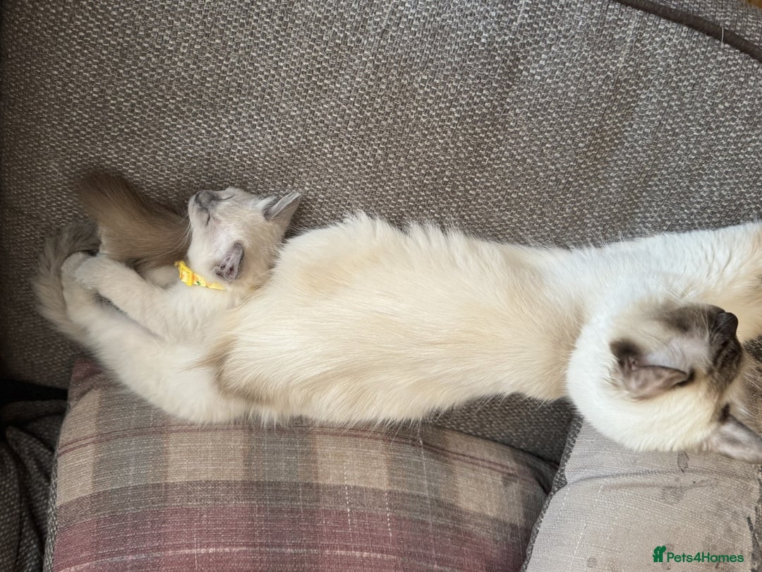 Ragdoll cats for sale: Adorable Ragdoll Kittens  - Image 14