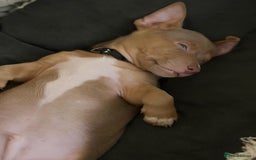 Jack Russell dogs for sale: Jack russell pups - Image 6