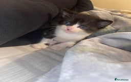 Domestic Shorthair cats for sale: Adorable Black & White Kittens  - Image 5