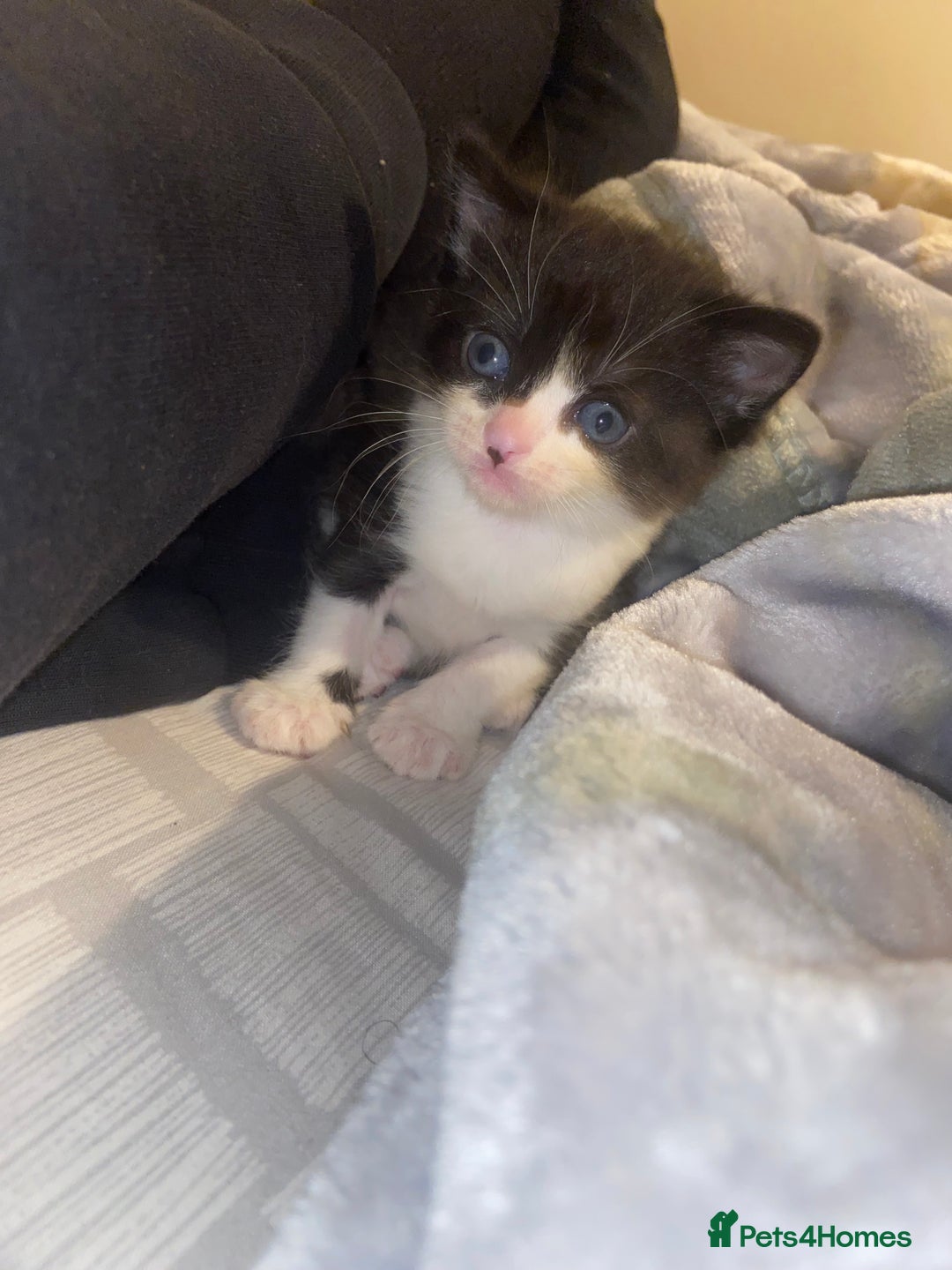 Domestic Shorthair cats for sale: Adorable Black & White Kittens  - Image 5