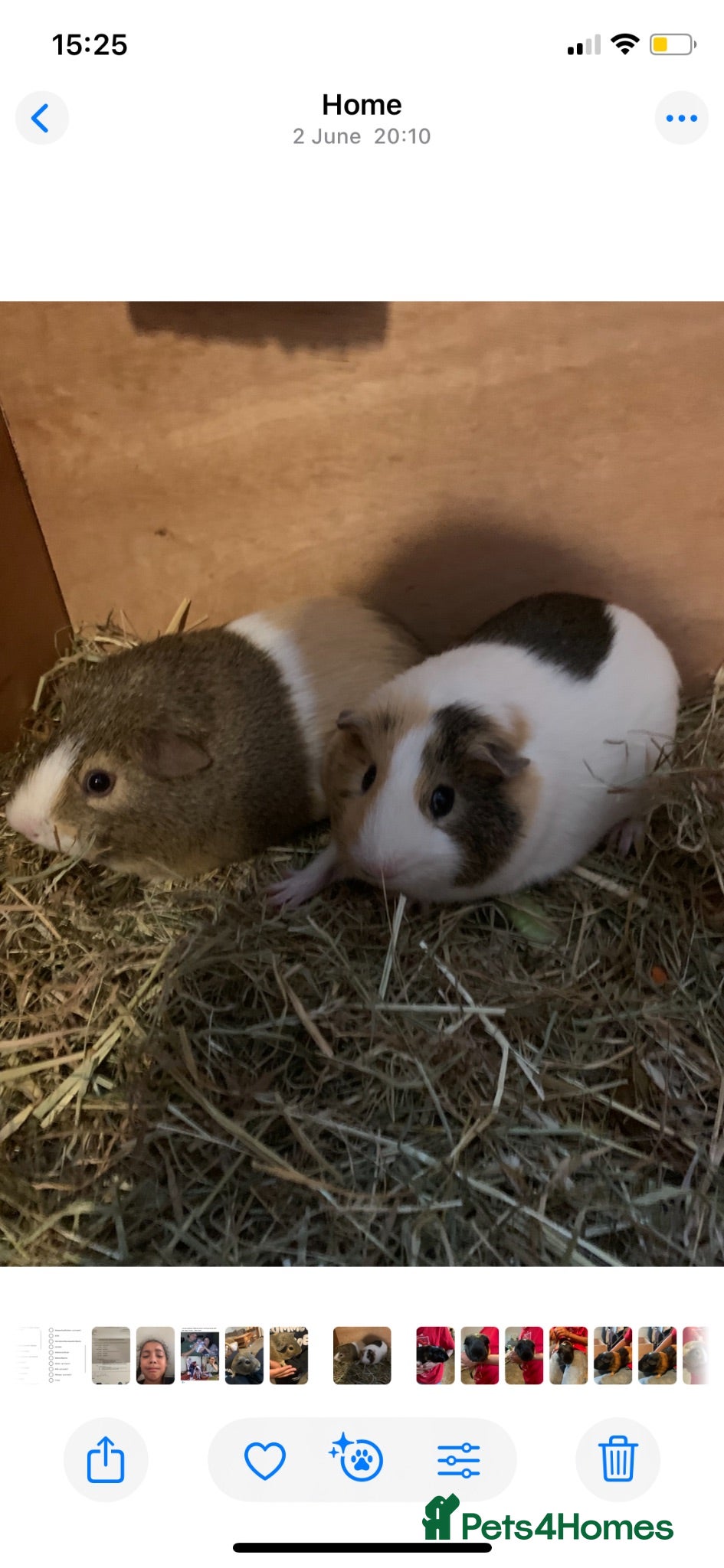Guinea Pig rodents 2 Bonded Pairs of Male Guinea Pigs - Advert 1