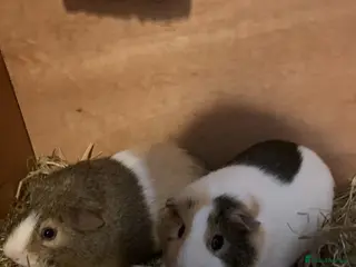 Guinea Pig rodents 2 Bonded Pairs of Male Guinea Pigs - Advert 1