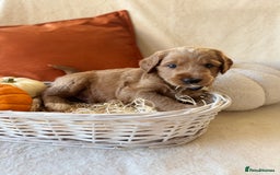 Australian Labradoodle dogs for sale: Pure Multigen Australian Labradoodle Puppies - Image 9