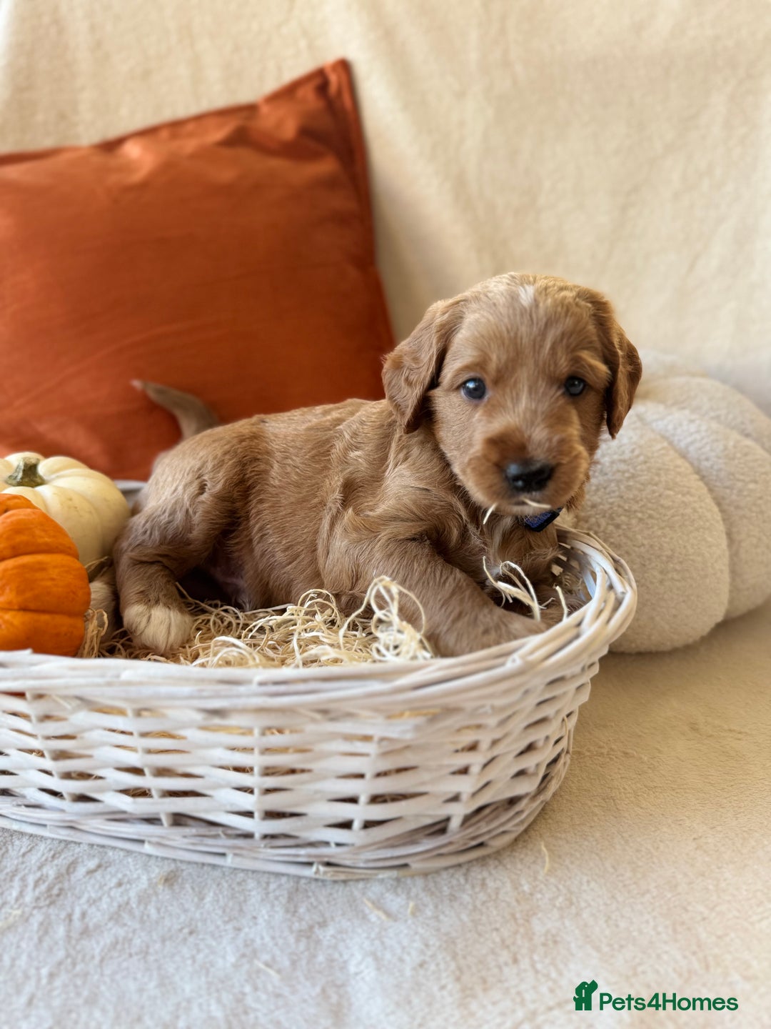 Australian Labradoodle dogs for sale: Pure Multigen Australian Labradoodle Puppies - Image 9