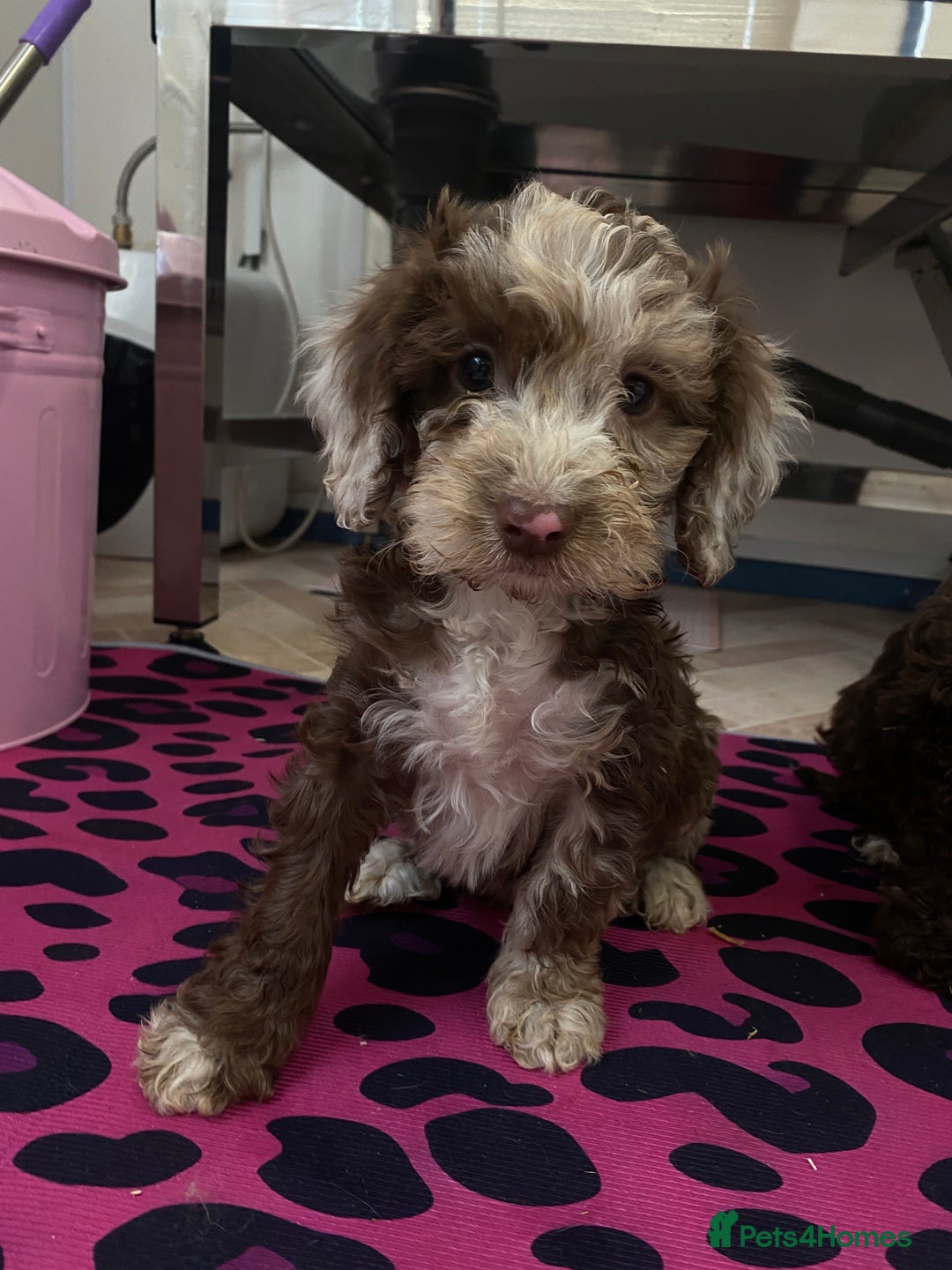 Cockapoo dogs for sale: Cockapoos ready now  - Image 27
