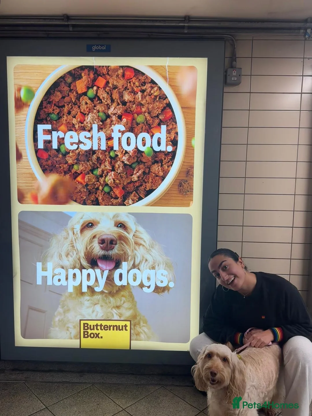 Cockapoo dogs for stud: Ross, a Proven Model F1 Cockapoo - Advert 14