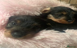 Miniature Dachshund dogs for stud: Miniature wire hair stud (crufts qualified) in Bridge of Weir - Image 9