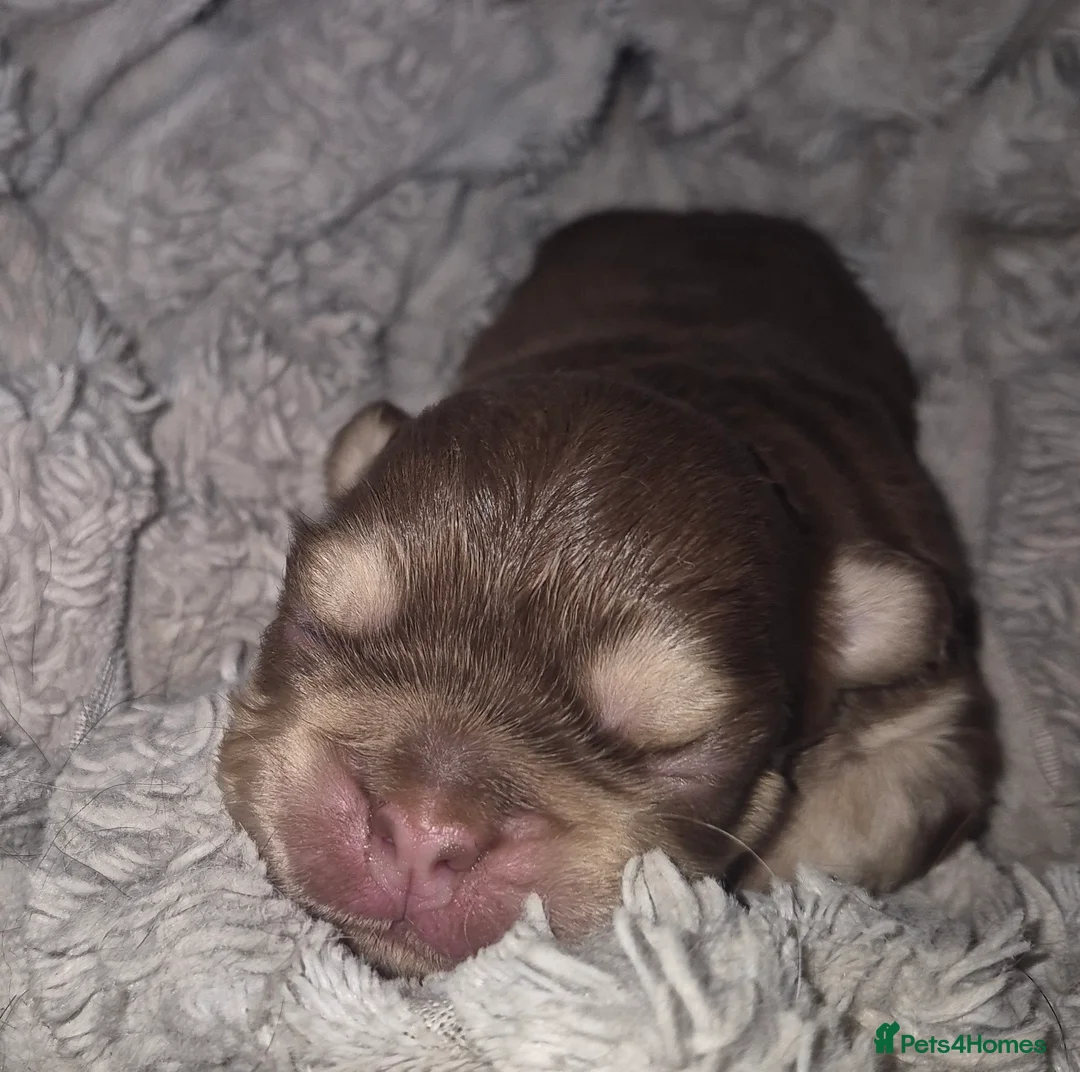 French Bulldog dogs for sale: French bulldog fluffy - Advert 4