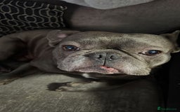 French Bulldog dogs for sale: Stunning Blue French Bulldog  - Image 1
