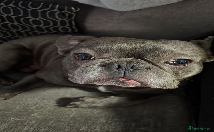 French Bulldog dogs for sale - Advert 1