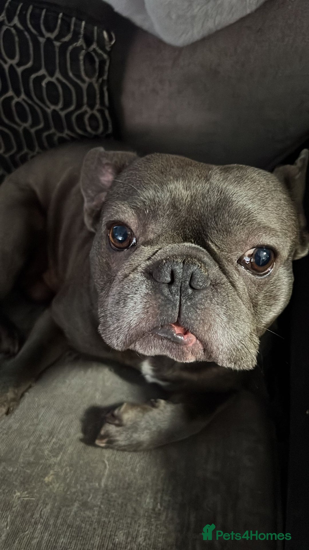 French Bulldog dogs for sale: Stunning Blue French Bulldog  - Image 1
