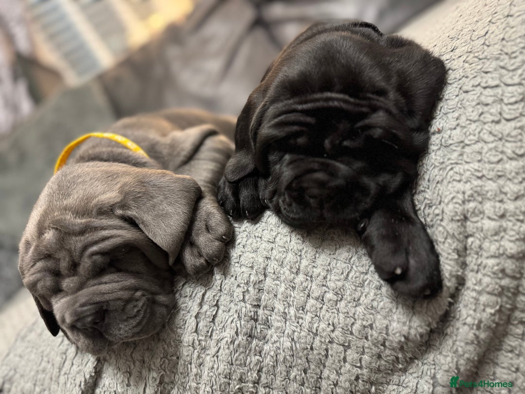 Neapolitan Mastiff dogs for sale:  3 black girl Neapolitan mastiff puppie Newcastle  - Advert 2