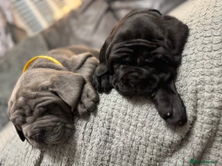 Neapolitan Mastiff dogs Neapolitan mastiff puppies Newcastle - Advert 9