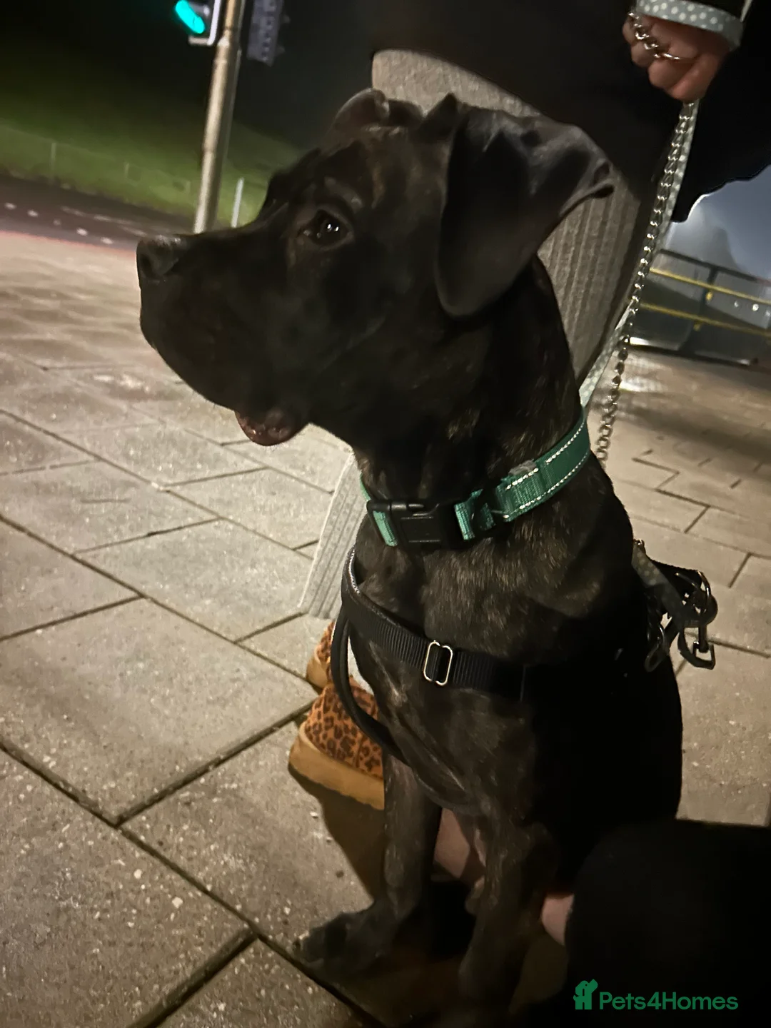 Mixed Breed dogs for sale: Needs gone immediately  - Advert 4