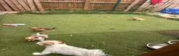Mixed Breed dogs for sale: Chihuahua x terrier puppies for sale - Advert 13
