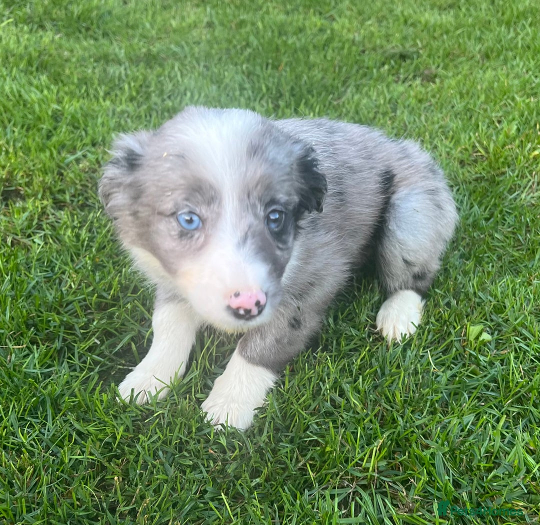 Border Collie dogs for sale: Border Collies READY NOW - Image 29