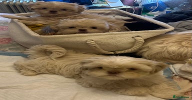 Shih Tzu dogs Lavender White Imperial Shih Tzu Puppies - Advert 3