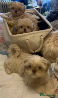 Shih Tzu dogs Lavender White Imperial Shih Tzu Puppies - Advert 1
