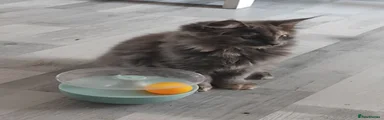 Maine Coon 3