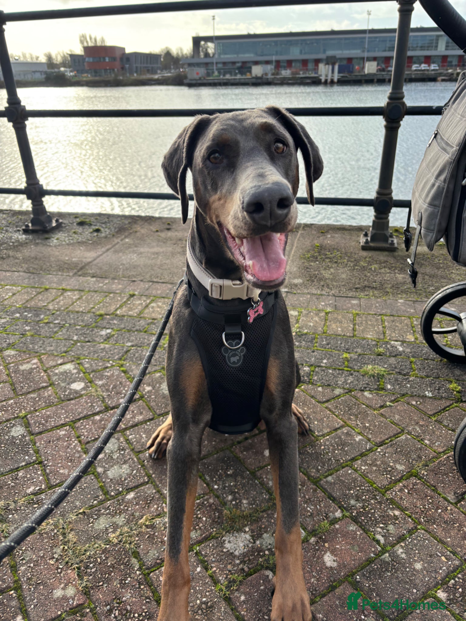 Dobermann dogs Blue Doberman girl rehome - Advert 3