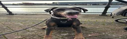Dobermann dogs for sale: Blue Doberman girl rehome - Advert 1