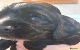 Cocker Spaniel dogs for sale: 4 cocker spaniel puppies, mum and dad family pets - Advert 18