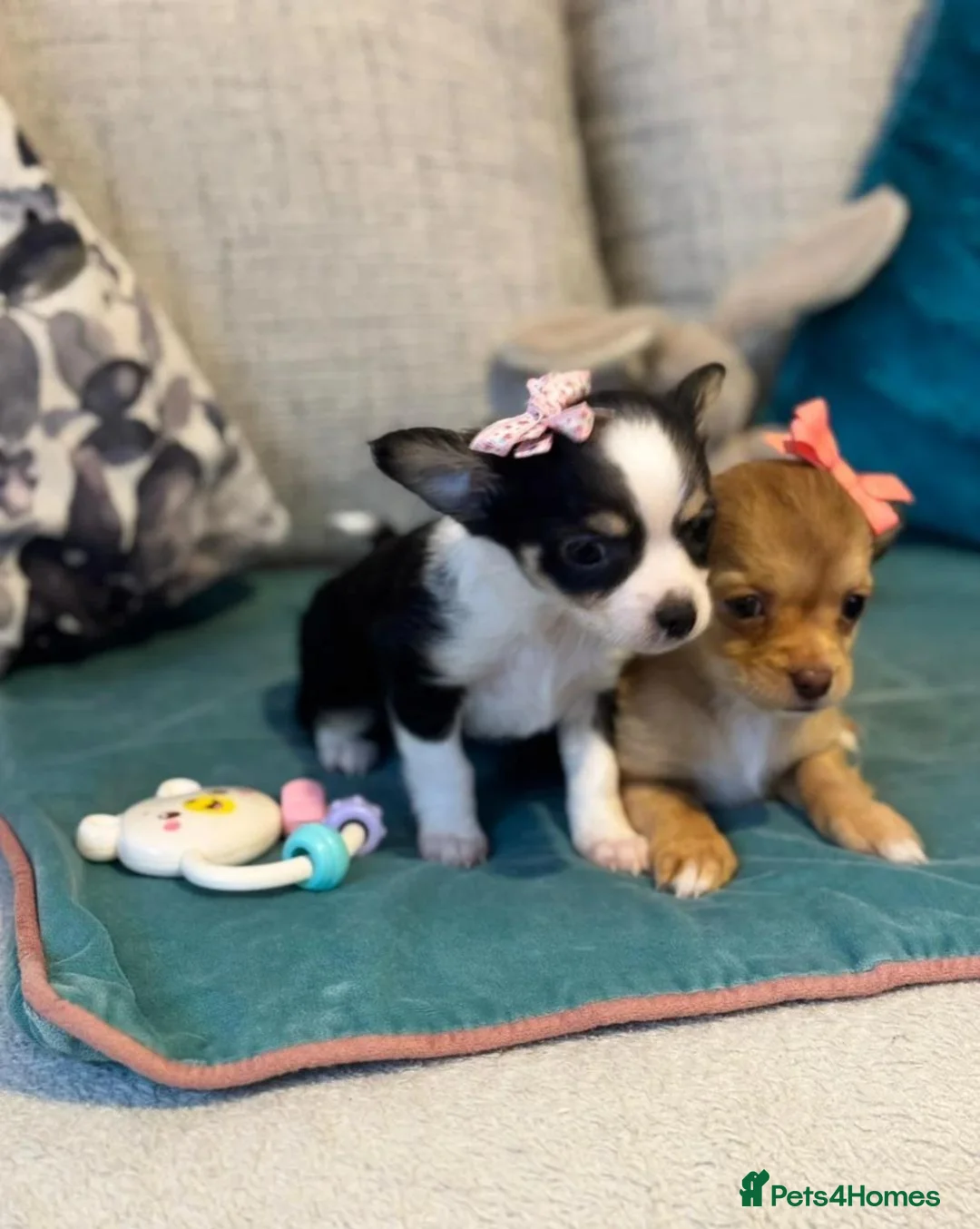 Chihuahua dogs for sale: Beautiful Long-Haired Chihuahua Puppies  in Plymouth - Advert 21