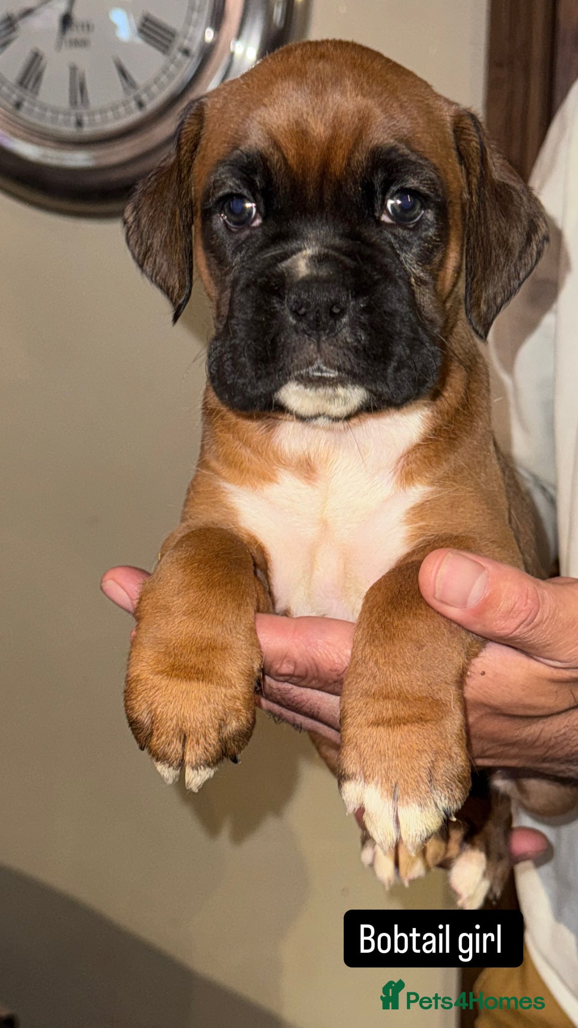 Boxer dogs 1 Tailed girl remaining KC Registered Boxer Puppy - Advert 2