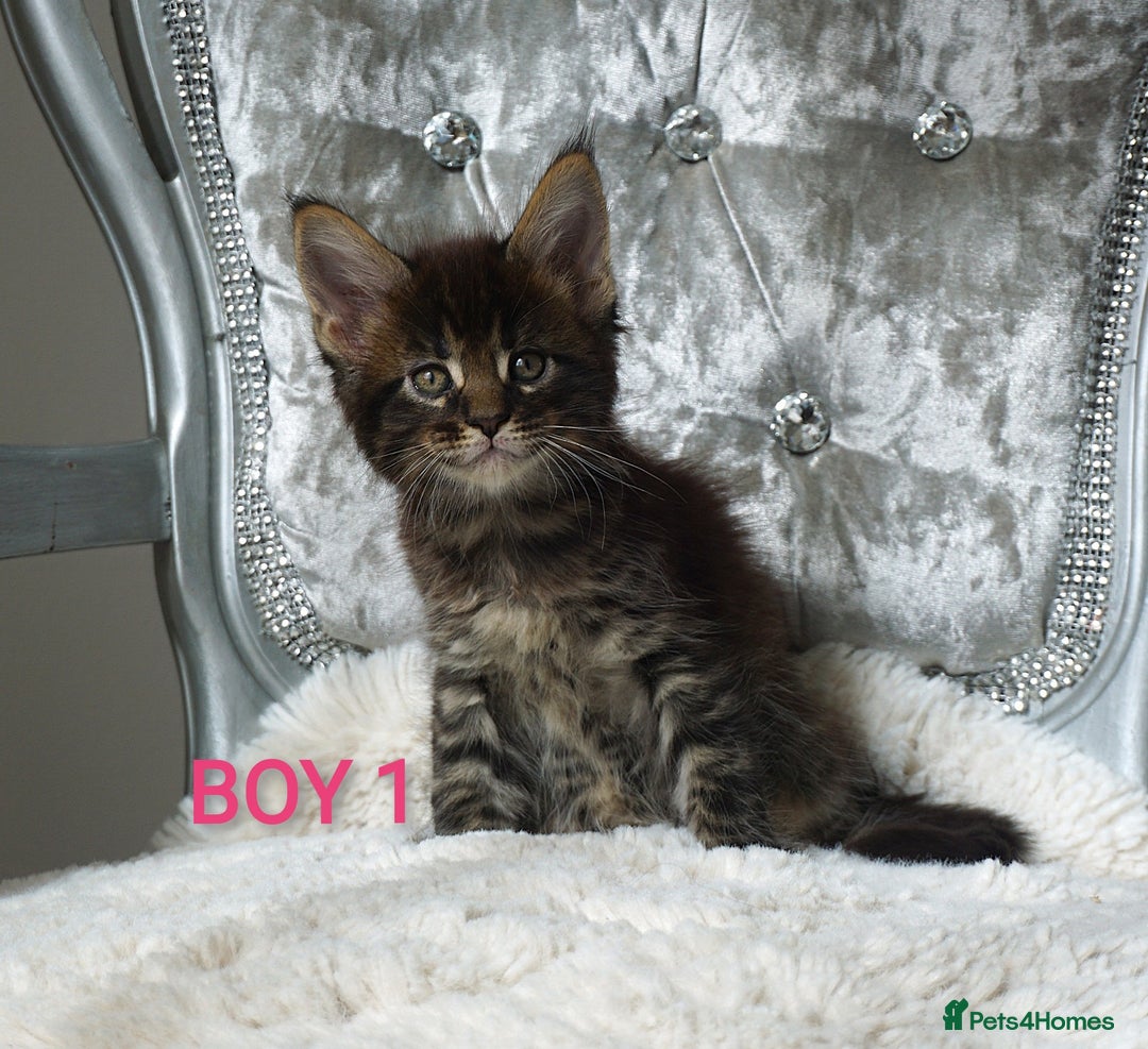 Maine Coon cats for sale: SHOW QUALITY MAINE COON KITTENS  - Image 9