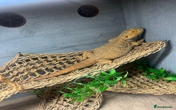 Bearded Dragon reptiles for sale: Bearded Dragon & full set up  - Image 6