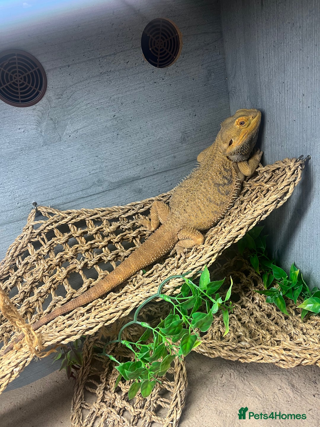 Bearded Dragon reptiles for sale: Bearded Dragon & full set up  - Image 6