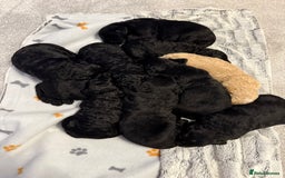 Bernedoodle dogs for sale: Bernedoodle puppies  - Image 2