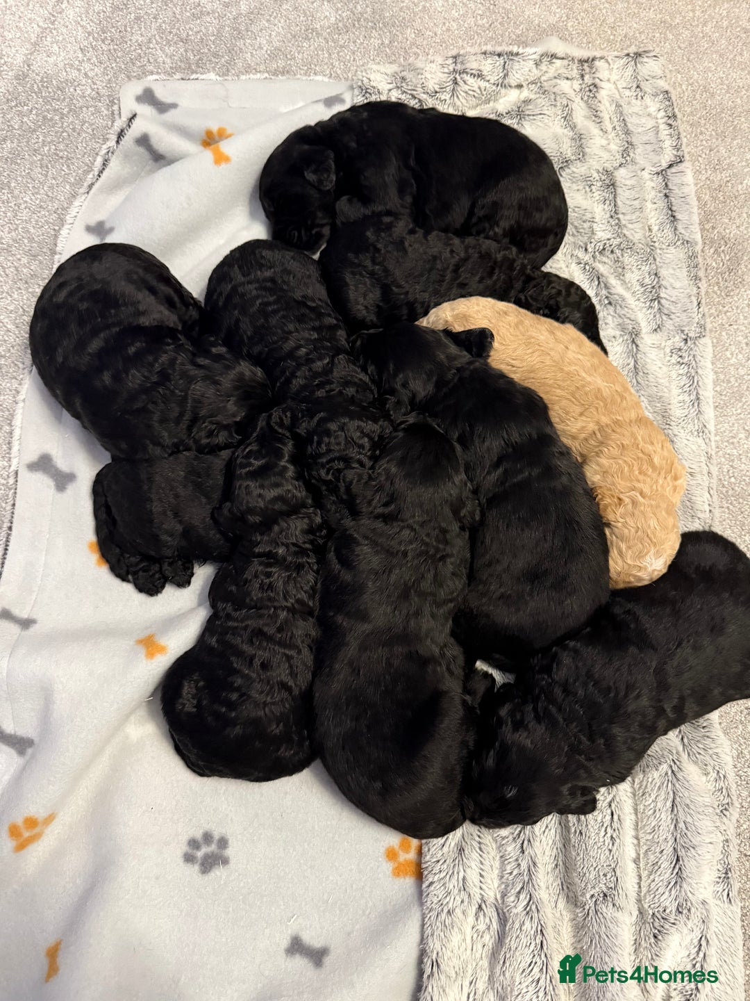 Bernedoodle dogs for sale: Bernedoodle puppies  - Image 2